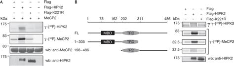 Methyl‐cpg‐binding Protein 2 Is Phosphorylated By Homeodomain