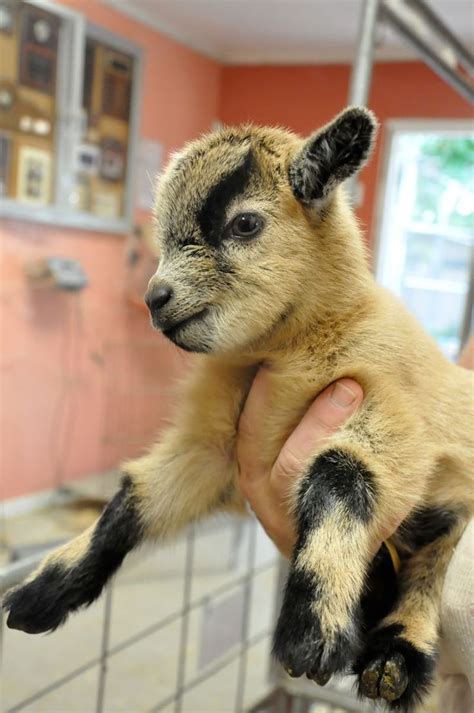 1000 Ideas About Baby Pygmy Goats On Pinterest Pygmy Goats