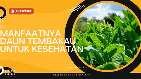 Manfaat Daun Tembakau Untuk Kesehatan Tubuh Youtube