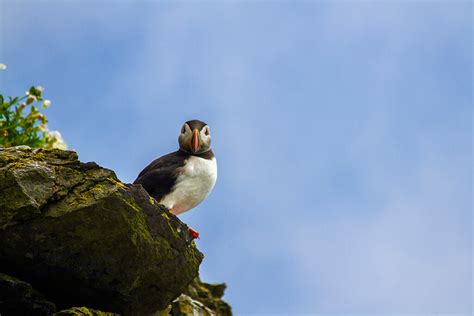 Lavoie Photography | Skellig Michael: More Puffins!