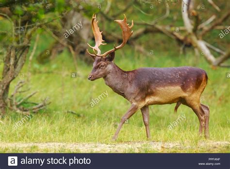 Proud Male Fallow Deer Stag Dama Dama With Big Antlers Foraging For