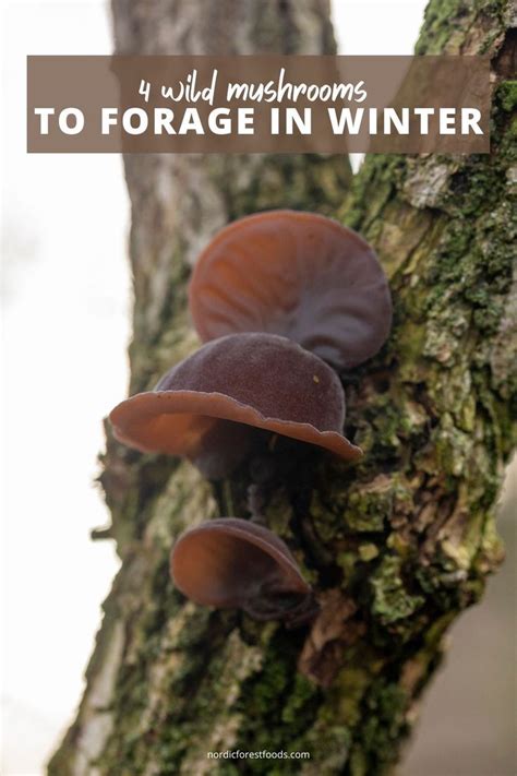 4 Wild Mushrooms To Forage In Winter In 2023 Wild Mushrooms Stuffed