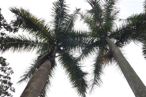 Premium Photo Royal Palm Tree Roystonea Regia Against Cloudy Skies