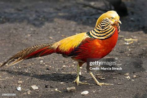 Golden Pheasant Feathers Photos and Premium High Res Pictures - Getty ...