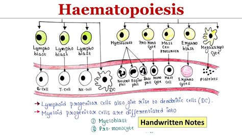 Haematopoiesis Handwritten Notes Youtube