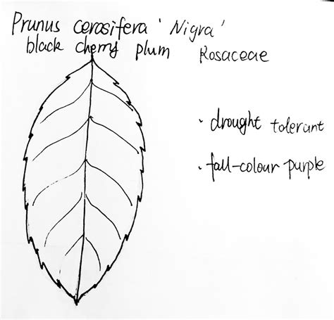 Prunus cerasifera ‘Nigra’ | Trees and Shrubs 2