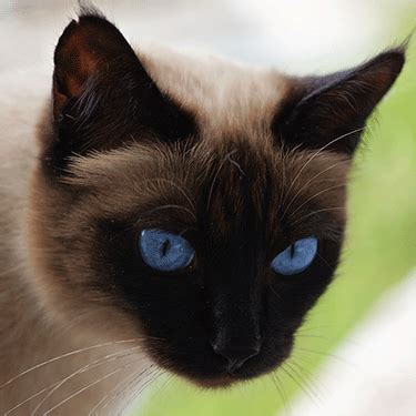 Siamese Cat Breeders - Cat Kingpin