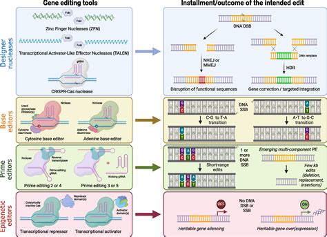 Genetic Engineering Meets Hematopoietic Stem Cell Biology For Next