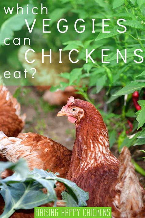 What Vegetables Can Chickens Eat