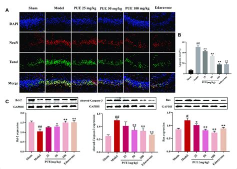 PUE Alleviates The Neuro Apoptosis Of Cerebral Ischemic Tissue A