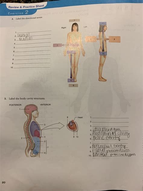 33 Directional Terms Worksheet Anatomy And Physiology Answers Support Worksheet