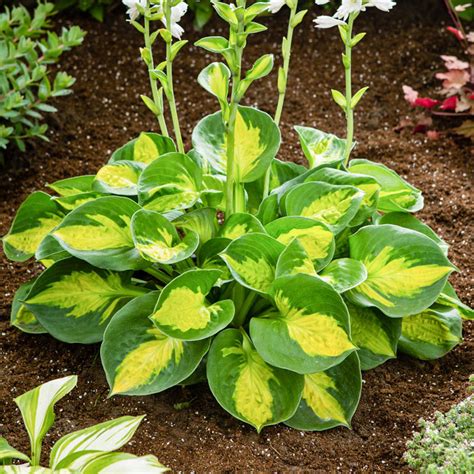 Buy Sunset Grooves Hosta Online Shade Perennials Breck S