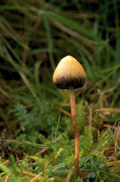 Psilocybe semilanceata. - Stock Image - B876/0102 - Science Photo Library