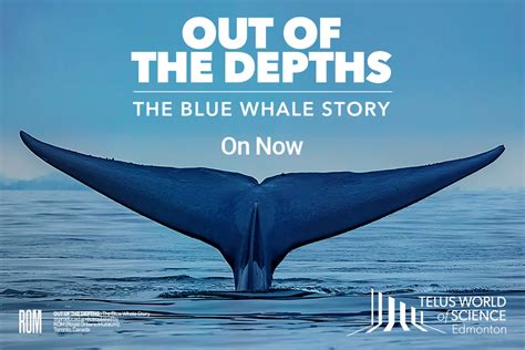 Global Edmonton Supports Out Of The Depths The Blue Whale Story At Telus World Of Science