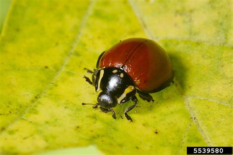 Large Lady Beetle Anatis Lecontei