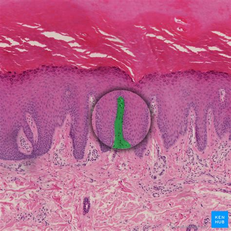 Skin Cells Layers And Histological Features Kenhub