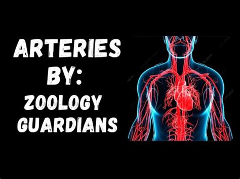 Arteries What Are Arteries Functions Of Arteries What Are Artery