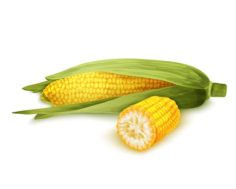 Corn stalk isolated 452332 Vector Art at Vecteezy