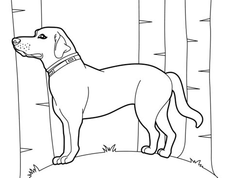 Labrador Retriever Puppy Coloring Pages Coloring Pages