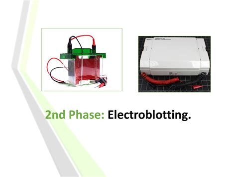 Lab 5 Western Blot Bch 462 Practical Ppt Download