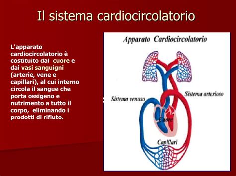 Ppt Lapparato Cardiocircolatorio Powerpoint Presentation Free