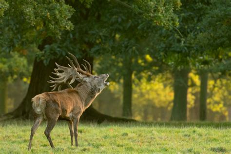 How To Maximize Sharpness With A Telephoto Lens