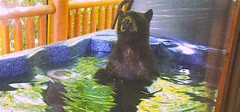 Gatlinburg TN Tourist Discovers Bear Relaxing In Cabin Hot Tub TheCount