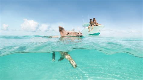 visit exuma  travel guide  exuma bahamas expedia