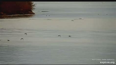 Whales On Naknek River Apr 26 2024 Youtube