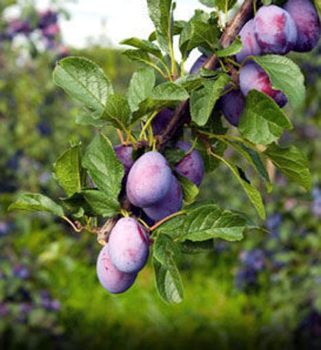 Buy affordable Damson Plum trees at our online nursery - Arbor Day Foundation