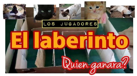 Gatos Resolviendo Laberintos Youtube