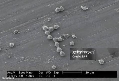 microscope stock  high res pictures  images getty