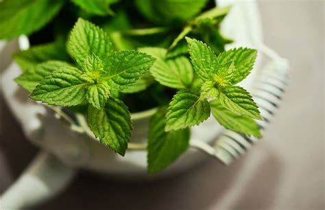 How to Grow Peppermint from Seed • My Garden Plant