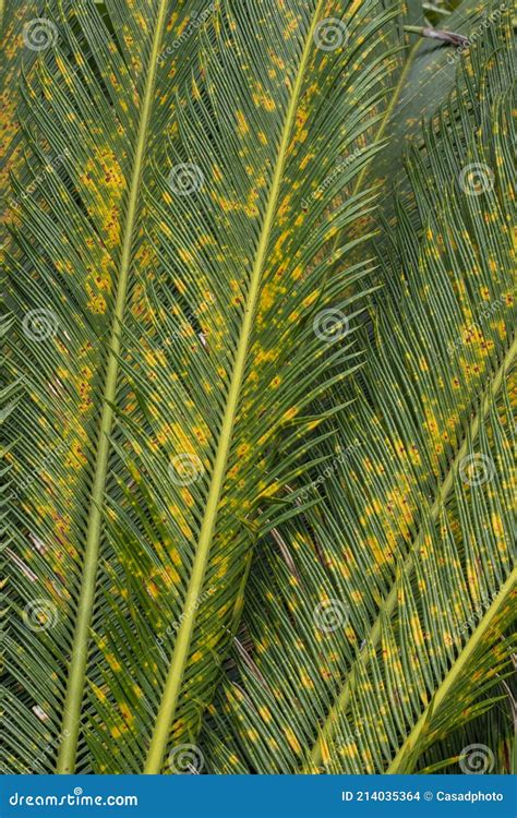 Feuilles Vertes De Palmier De Sagou Japonais Photo Stock Image Du