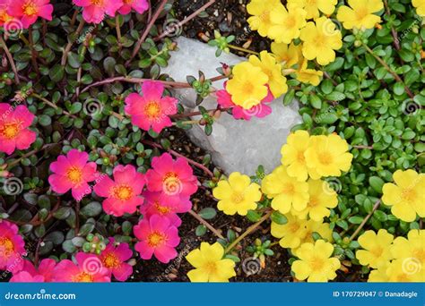 Yellow Portulaca Flower Royalty Free Stock Photography Cartoondealer