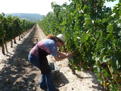 La Vendimia En Ribera De Duero El Blog De Pilar Velarde