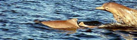 Indo Pacific Humpback Dolphin Ocean Treasures Memorial Library