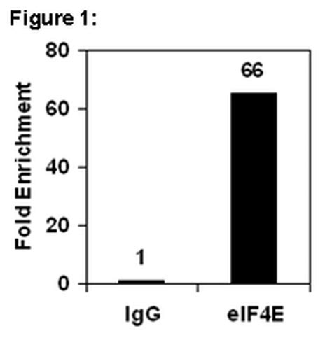 Ripab™ Phospho Eif4e Ser209 Rip Validated Antibody And Primer Set