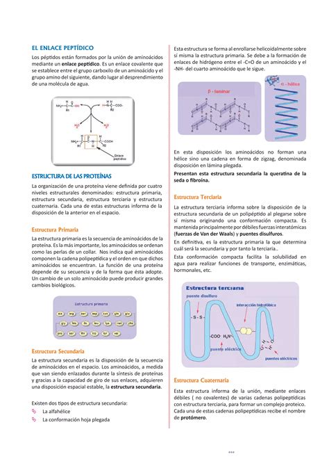 Proteinas Y Enzimas Para Cuarto Grado De Secundaria Pdf