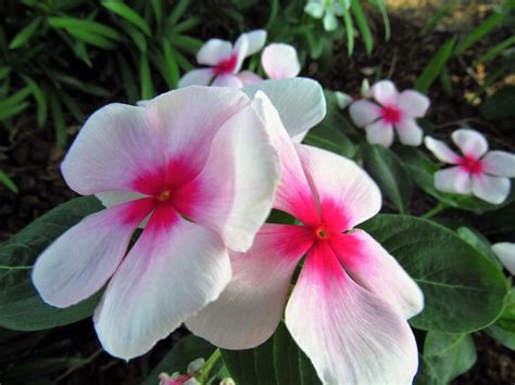 Add Annual Vinca Flower To Gardens And Containers Birds And Blooms