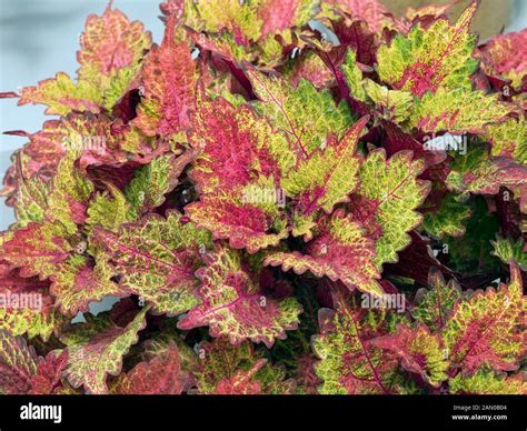 Coleus Indian Summer Stock Photo Alamy