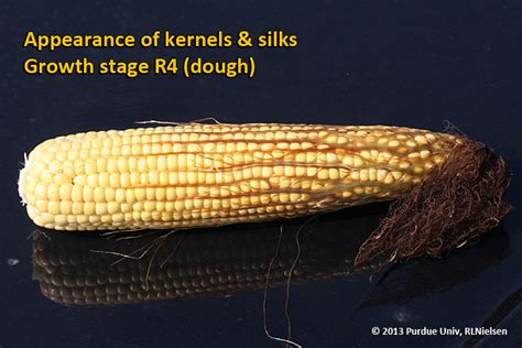 Grain Fill Stages In Corn Purdue University Pest Crop Newsletter