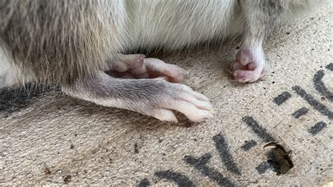 Black Rat Rat Identification In New Zealand INaturalist NZ