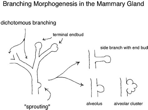 Branching Patterns In The Mammary Gland Two Types Of Branching