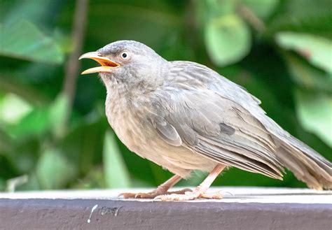 Vogel Sitzend Tier Kostenloses Foto Auf Pixabay Pixabay