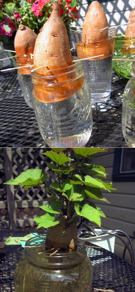 Growing Sweet Potato In Water