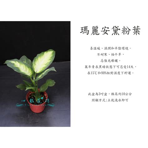 心栽花坊 瑪莉安黛粉葉瑪麗安3吋小品觀葉植物室內植物售價50特價40 蝦皮購物