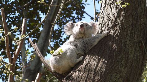 Koala Populations In Decline Due To Increased Human Impacts On Nature Cnn