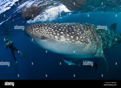 A Whale Shark Rhincodon Typus The World S Largest Fish Makes A Rare