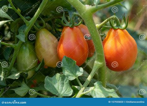 Tomato Plant In The Garden With Fruits With Different Ripeness Without